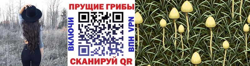 Галлюциногенные грибы Cubensis  Долинск 